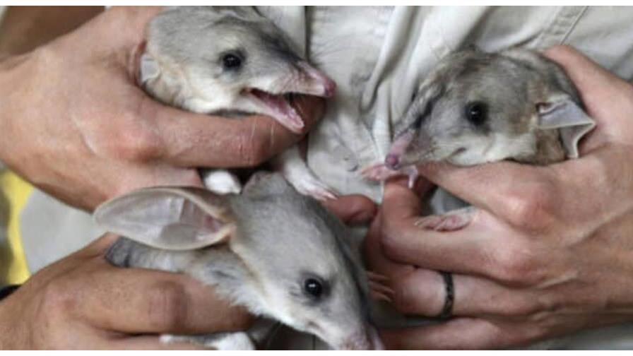 Un total de 44 especies se extinguieron en 2025, según la Lista Roja de la UICN Un total de 44 especies se extinguieron en 2025, según la Lista Roja de la UICN