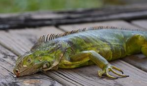 La nueva tormenta invernal en EE. UU. perturba el transporte y hace caer iguanas de los &aacute;rboles
