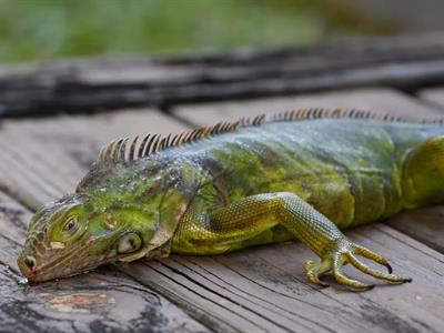 Tormenta invernal en EEUU  tumba iguanas de los árboles