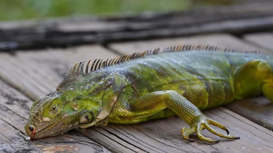 La nueva tormenta invernal en EE. UU. perturba el transporte y hace caer iguanas de los árboles La nueva tormenta invernal en EE. UU. perturba el transporte y hace caer iguanas de los árboles