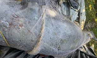 Hallan delf&iacute;n muerto en red de pesca en Los Haitises en medio de refuerzo para controles pesqueros