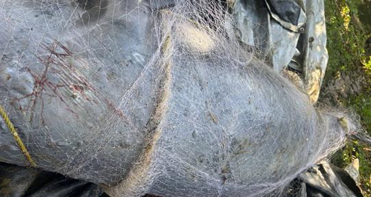 Hallan delf&iacute;n muerto en red de pesca en Los Haitises en medio de refuerzo para controles pesqueros