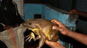 Rescatan a 26 ranas gigantes del lago Titicaca que eran ofrecidas como comida en Bolivia