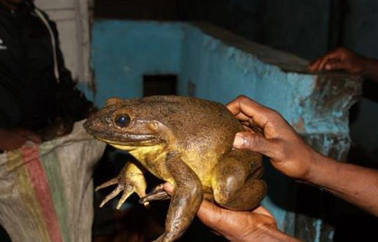 Rescatan a 26 ranas gigantes del lago Titicaca que eran ofrecidas como comida en Bolivia