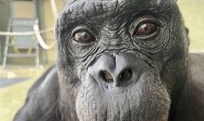 Los simios, como los humanos, tienen imaginaci&oacute;n y saben fingir