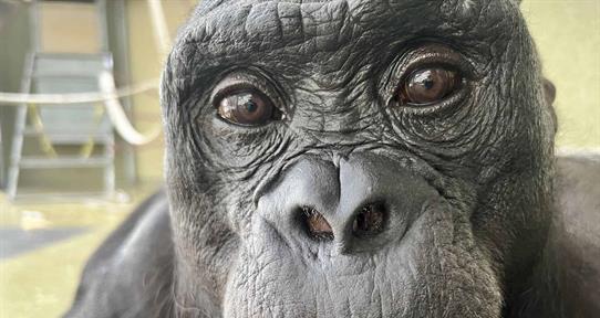 Los simios, como los humanos, tienen imaginaci&oacute;n y saben fingir