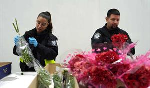 La importaci&oacute;n de flores en Miami sube 6 % para San Valent&iacute;n tras sobrevivir a aranceles