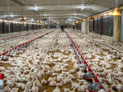 El sector avícola asegura estabilidad en el abastecimiento de pollo