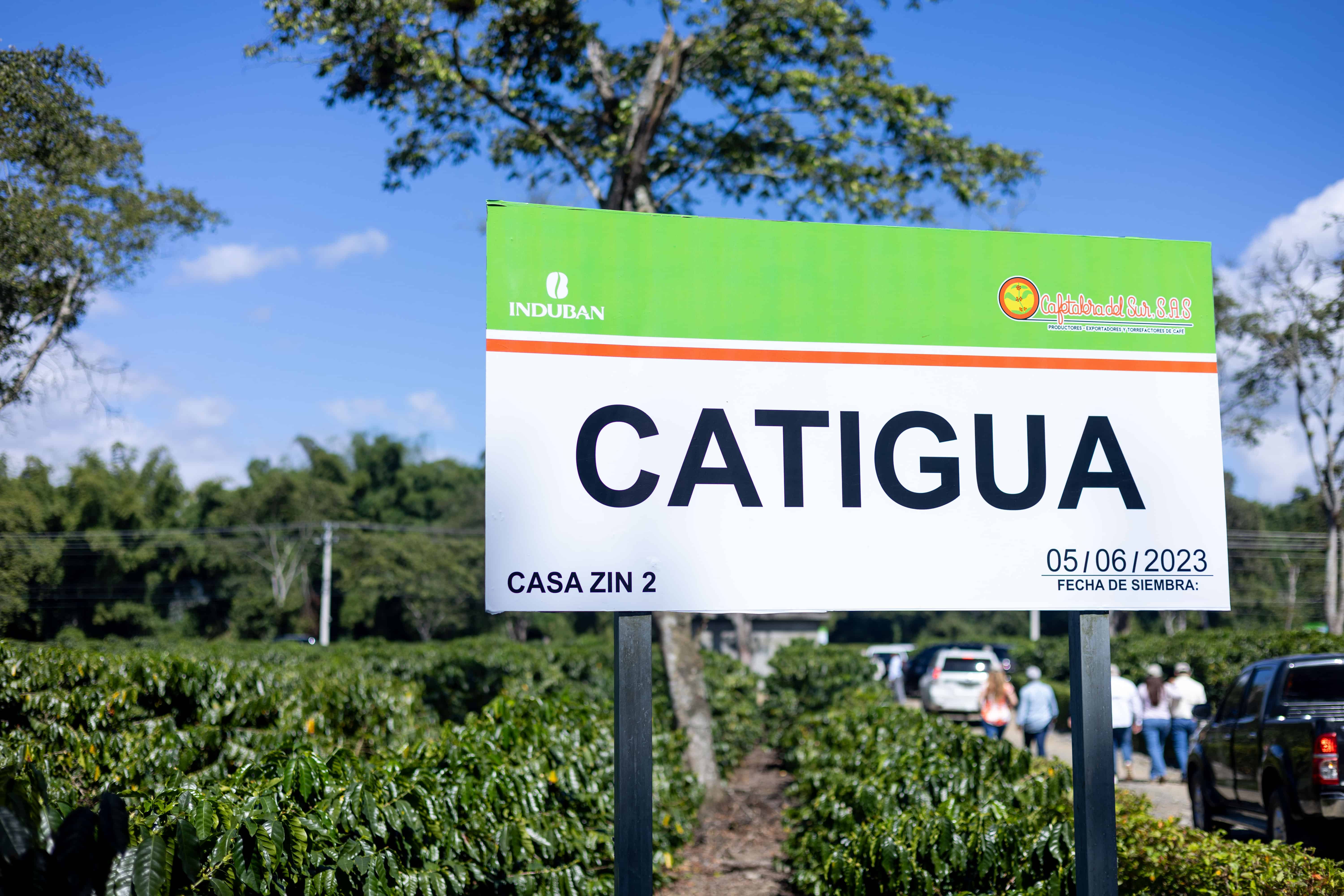 Siembra de Catigua, una de las variedades que Induban tiene bajo experimentaci&oacute;n tra&iacute;das desde Brasil.