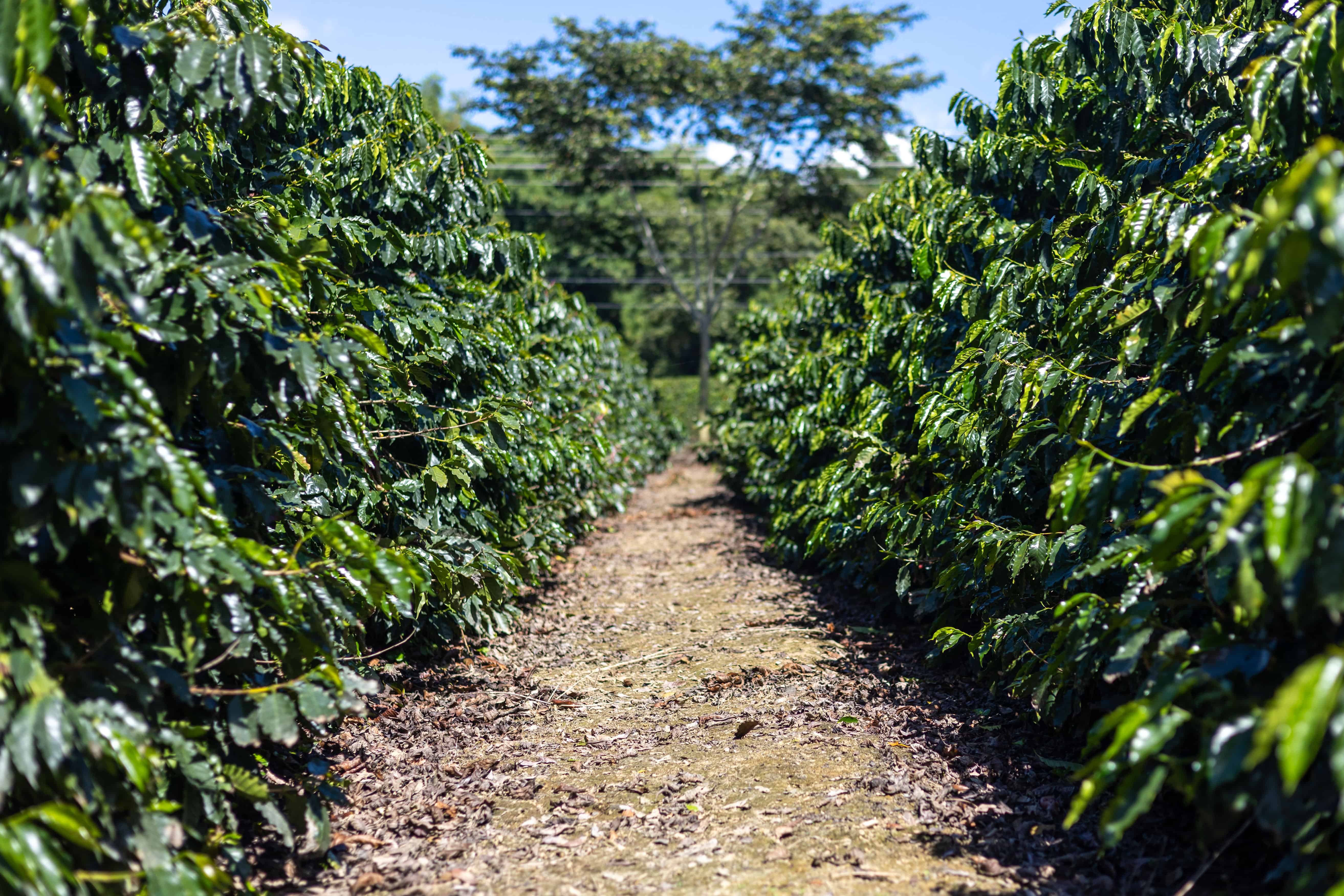 Vista de las matas de caf&eacute; en la finca experimental de Induban.