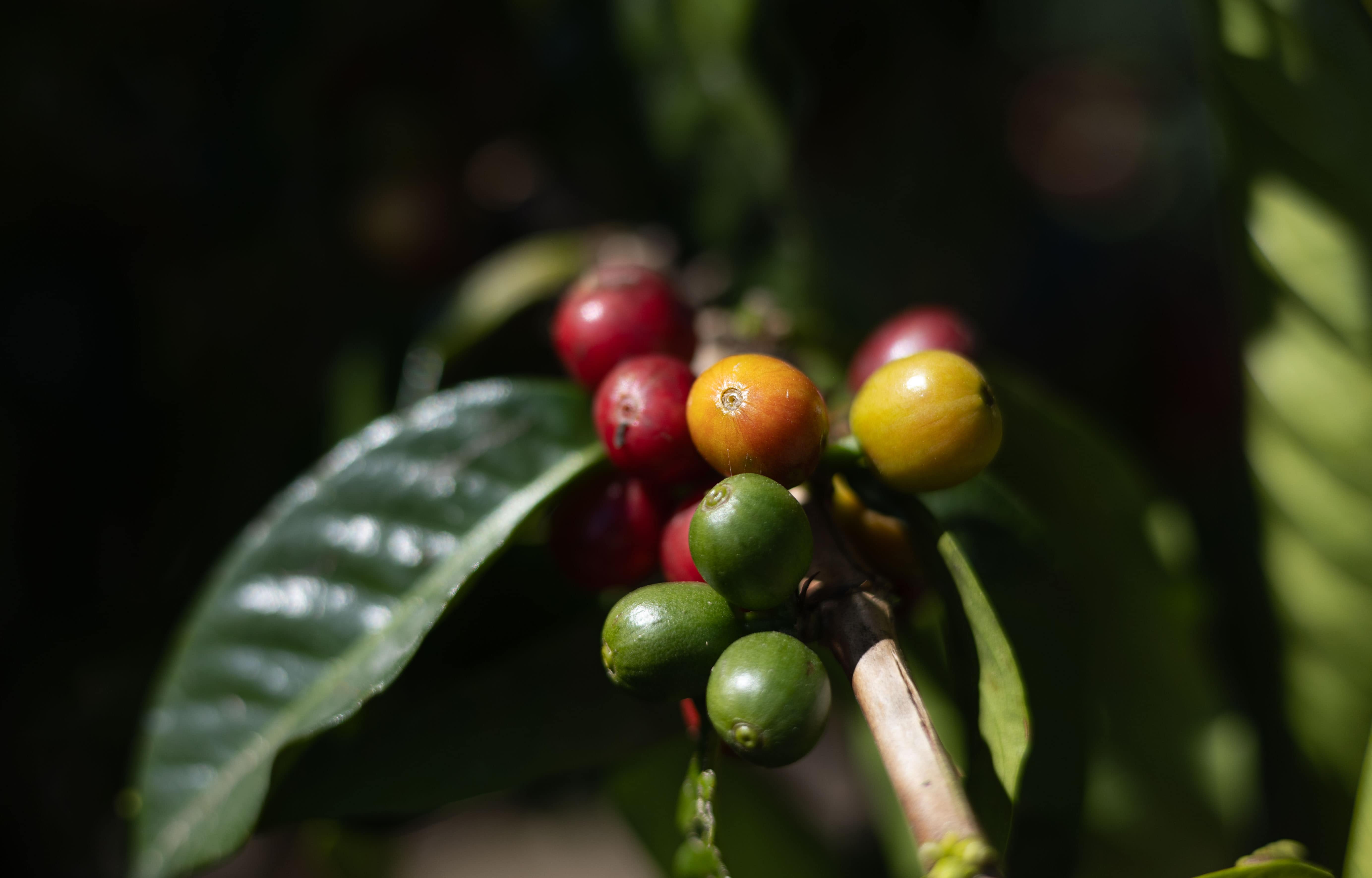 Vista de una planta con granos de caf&eacute; en varias tonalidades en la finca de Induban en Rancho Arriba, San Jos&eacute; de Ocoa.