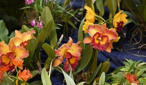 Jard&iacute;n Bot&aacute;nico anuncia la exposici&oacute;n "Cascada de Orqu&iacute;deas" en marzo