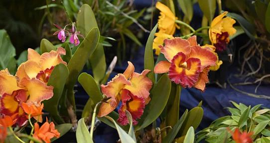 Jard&iacute;n Bot&aacute;nico anuncia la exposici&oacute;n "Cascada de Orqu&iacute;deas" en marzo