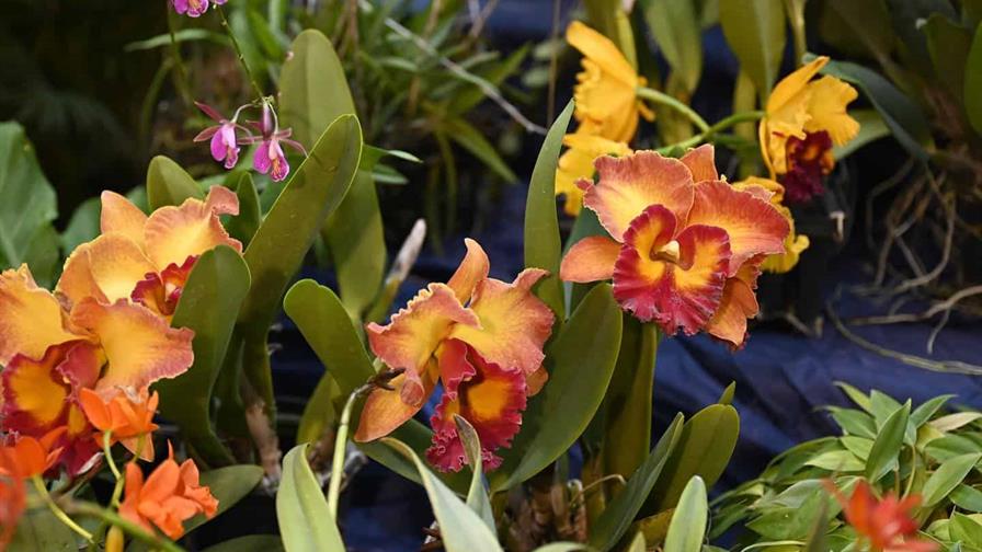 Jard&iacute;n Bot&aacute;nico anuncia la exposici&oacute;n "Cascada de Orqu&iacute;deas" en marzo