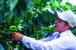 Más variedad y mejor manejo duplican las cosechas del café Más variedad y mejor manejo duplican las cosechas del café