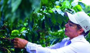 M&aacute;s variedad y mejor manejo duplican las cosechas del caf&eacute;
