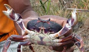 Imponen condena de seis meses para hombre por pesca y comercializaci&oacute;n ilegal de jaibas