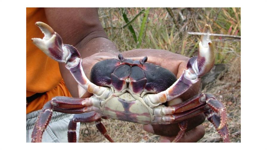 Imponen condena de seis meses para hombre por pesca y comercializaci&oacute;n ilegal de jaibas