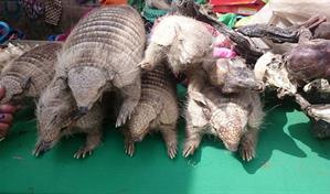 Decomisan 9 armadillos andinos disecados y convertidos en matracas de carnaval en Bolivia