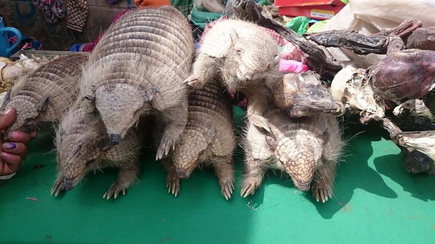 Decomisan 9 armadillos andinos disecados y convertidos en matracas de carnaval en Bolivia