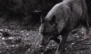 Detectan la presencia de una loba por primera vez en un siglo en monta&ntilde;as de Los &Aacute;ngeles