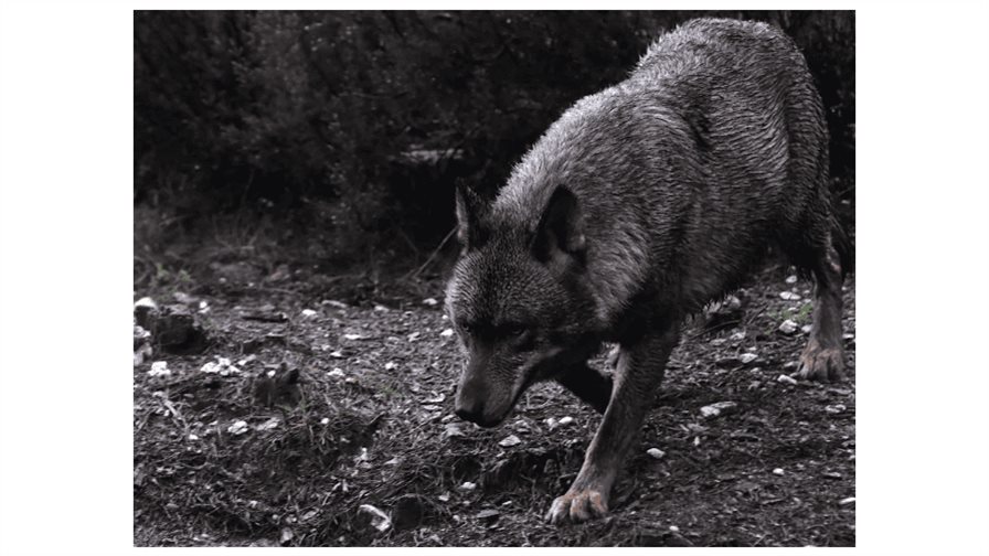 Detectan la presencia de una loba por primera vez en un siglo en monta&ntilde;as de Los &Aacute;ngeles