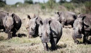 La caza furtiva de rinocerontes se duplica en el parque Kruger de Sud&aacute;frica