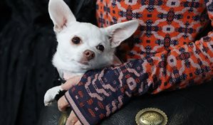 Las mascotas podr&aacute;n ser enterradas junto con sus due&ntilde;os en S&atilde;o Paulo