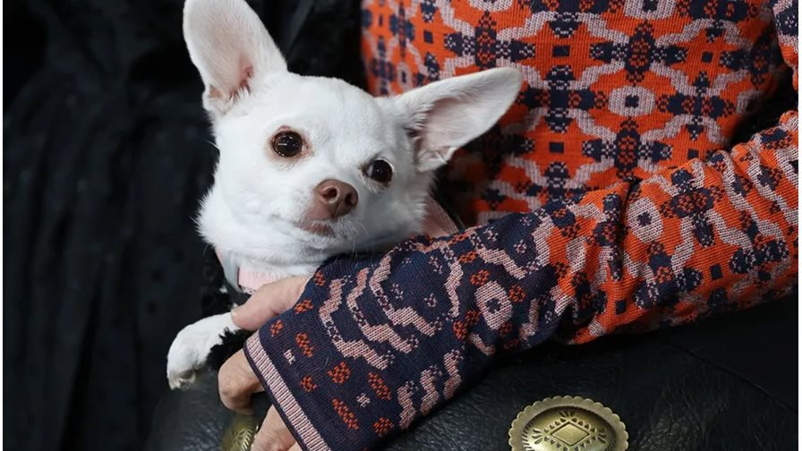 Las mascotas podr&aacute;n ser enterradas junto con sus due&ntilde;os en S&atilde;o Paulo