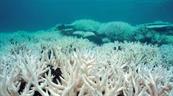 Estudio revela la Tierra ha perdido el 50% de sus corales en los &uacute;ltimos 30 a&ntilde;os