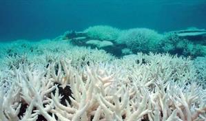 Estudio revela la Tierra ha perdido el 50% de sus corales en los &uacute;ltimos 30 a&ntilde;os