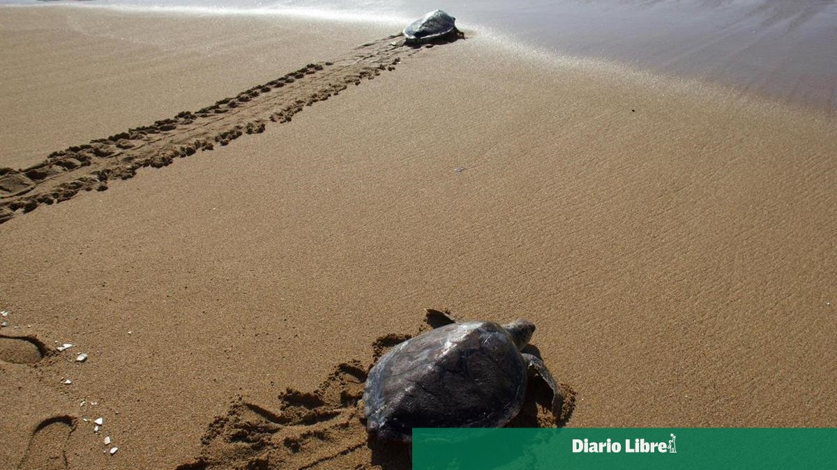 Tras rehabilitación, Acuario libera a tres tortugas verdes