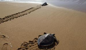 Acuario Nacional libera tres tortugas verdes tras varios a&ntilde;os de rehabilitaci&oacute;n