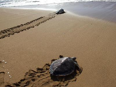 Tras rehabilitación, Acuario libera a tres tortugas verdes