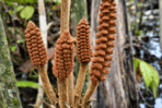 Descubren en la Amazonía de Perú una especie de planta de la época de los dinosaurios Descubren en la Amazonía de Perú una especie de planta de la época de los dinosaurios