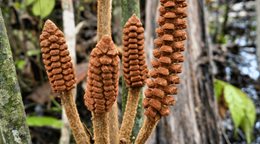 Descubren en la Amazon&iacute;a de Per&uacute; una especie de planta de la &eacute;poca de los dinosaurios