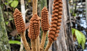 Descubren en la Amazon&iacute;a de Per&uacute; una especie de planta de la &eacute;poca de los dinosaurios
