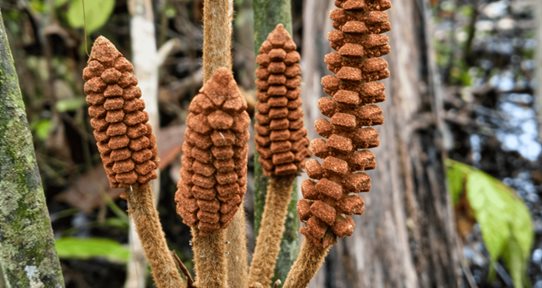 Descubren en la Amazon&iacute;a de Per&uacute; una especie de planta de la &eacute;poca de los dinosaurios