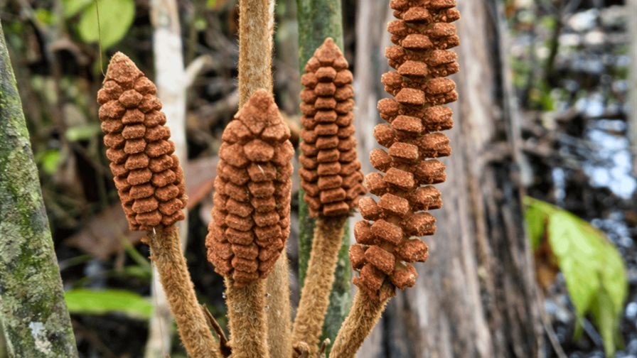 Descubren en la Amazon&iacute;a de Per&uacute; una especie de planta de la &eacute;poca de los dinosaurios