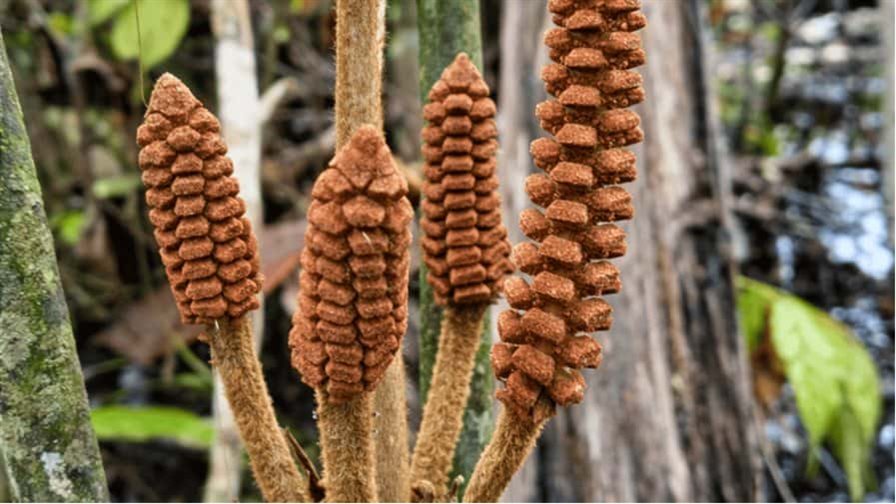 Descubren en la Amazonía de Perú una especie de planta de la época de los dinosaurios Descubren en la Amazonía de Perú una especie de planta de la época de los dinosaurios