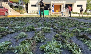 Decomisan 1,835 plantas de marihuana en Ban&iacute;, uno de los mayores casos recientes