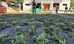 Decomisan 1,835 plantas de marihuana en Ban&iacute;, uno de los mayores casos recientes