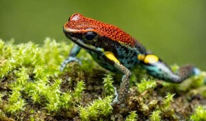 Una rana del sur de Ecuador y del norte de Per&uacute; en el centro del caso Navalni