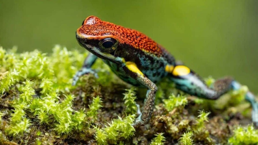 Una rana del sur de Ecuador y del norte de Per&uacute; en el centro del caso Navalni