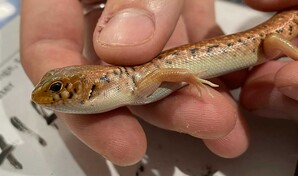 Condenado a ocho a&ntilde;os australiano por traficar con reptiles ocultos en bolsas de palomitas