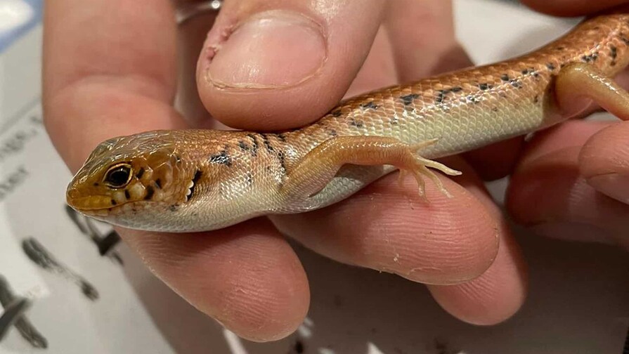Condenado a ocho a&ntilde;os australiano por traficar con reptiles ocultos en bolsas de palomitas