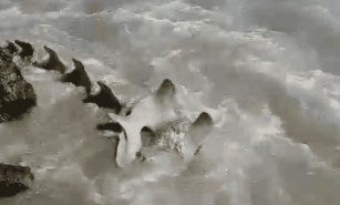 Hallan restos de una ballena en la bah&iacute;a de Neyba