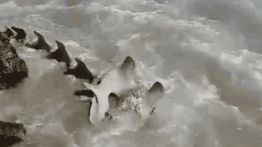 Hallan restos de una ballena en la bahía de Neyba Hallan restos de una ballena en la bahía de Neyba