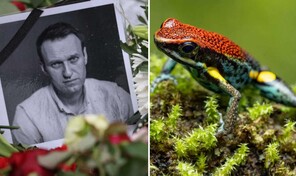 La toxina que mat&oacute; a Navalni probablemente era sint&eacute;tica, dicen expertos en anfibios
