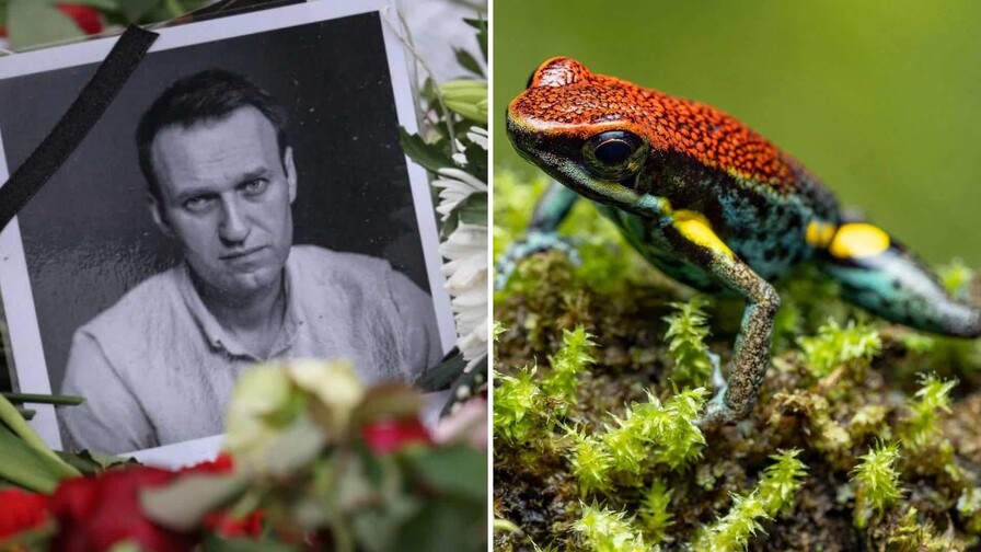 La toxina que mat&oacute; a Navalni probablemente era sint&eacute;tica, dicen expertos en anfibios